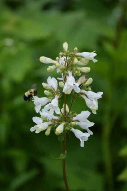 Penstemon digitalis